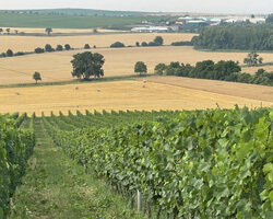 Vinařství Jaroslav Springer