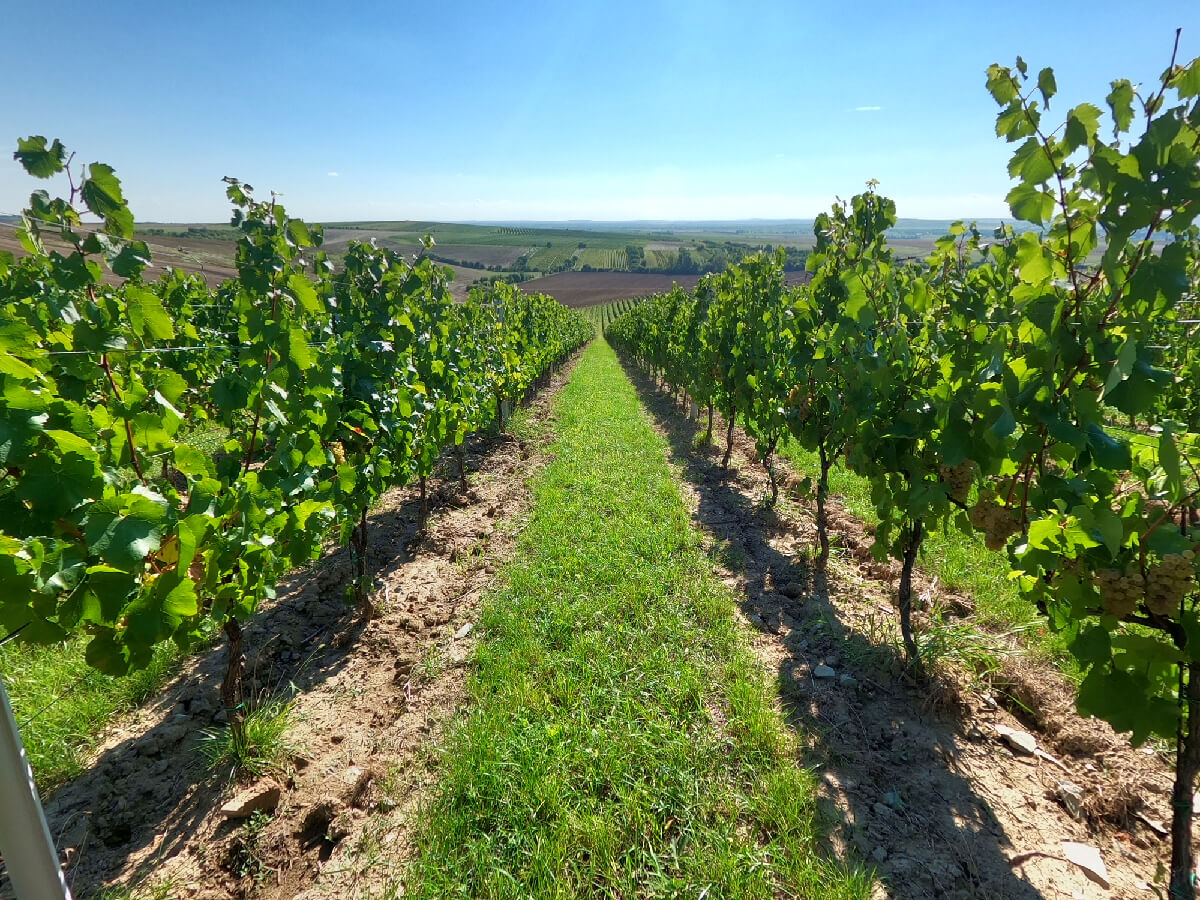 vinice